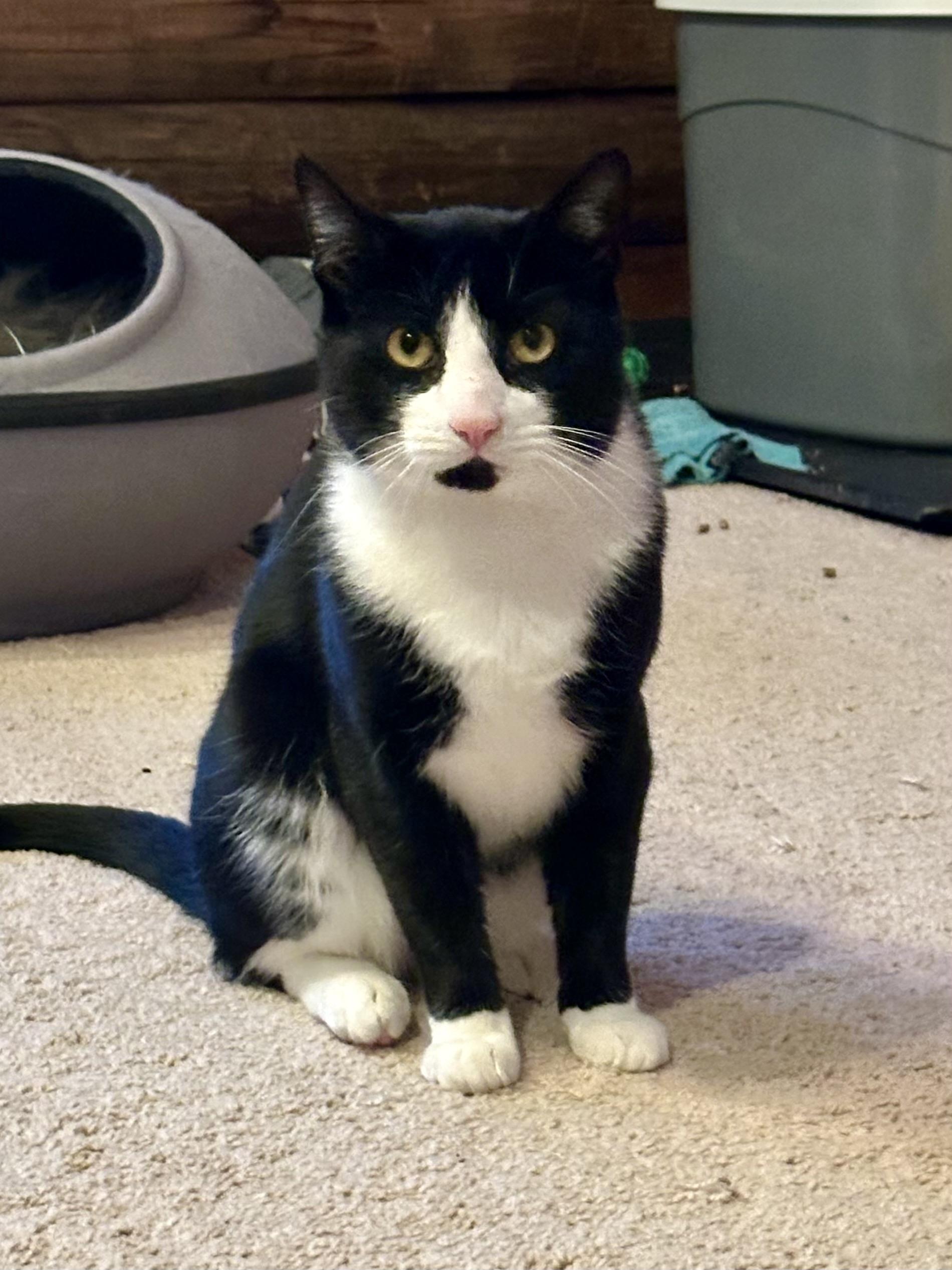 Jack & Magic, a Adoptable Domestic Short Hair in Andover, CT image 4/6