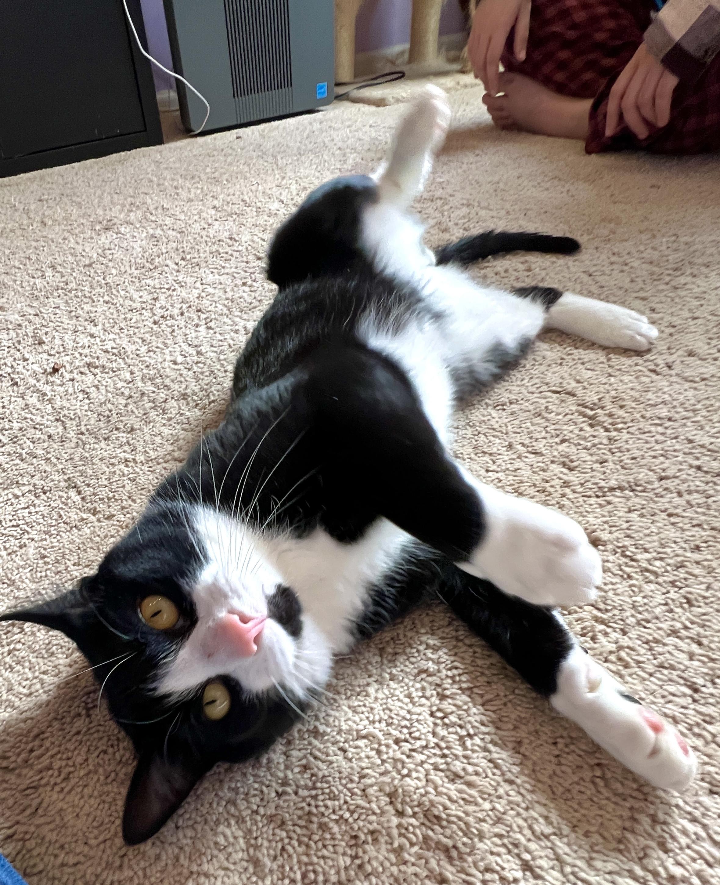 Jack & Magic, a Adoptable Domestic Short Hair in Andover, CT image 2/6