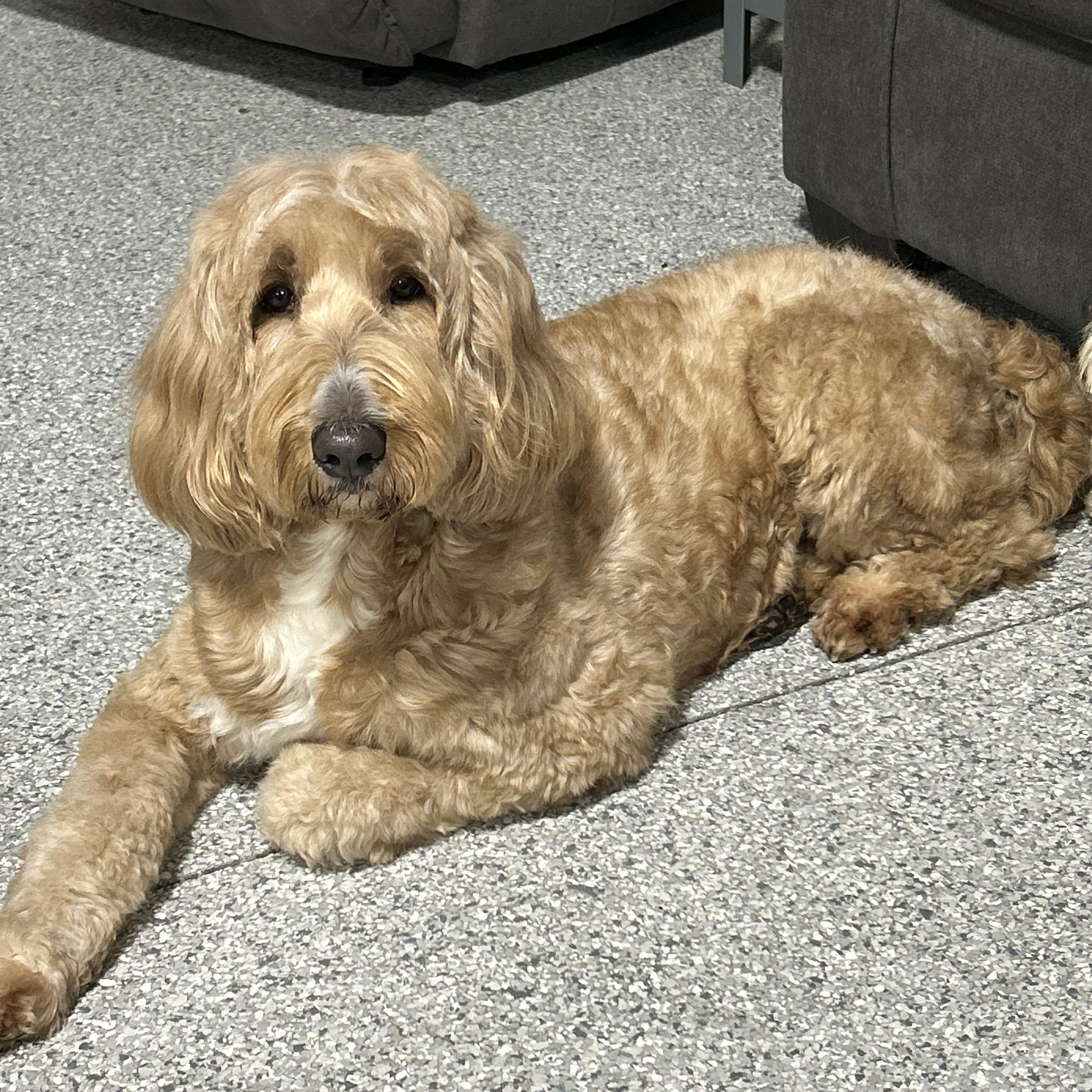 Enlarge Lilly 53 lbs, a Adoptable Goldendoodle in Maumee , OH image 4/4