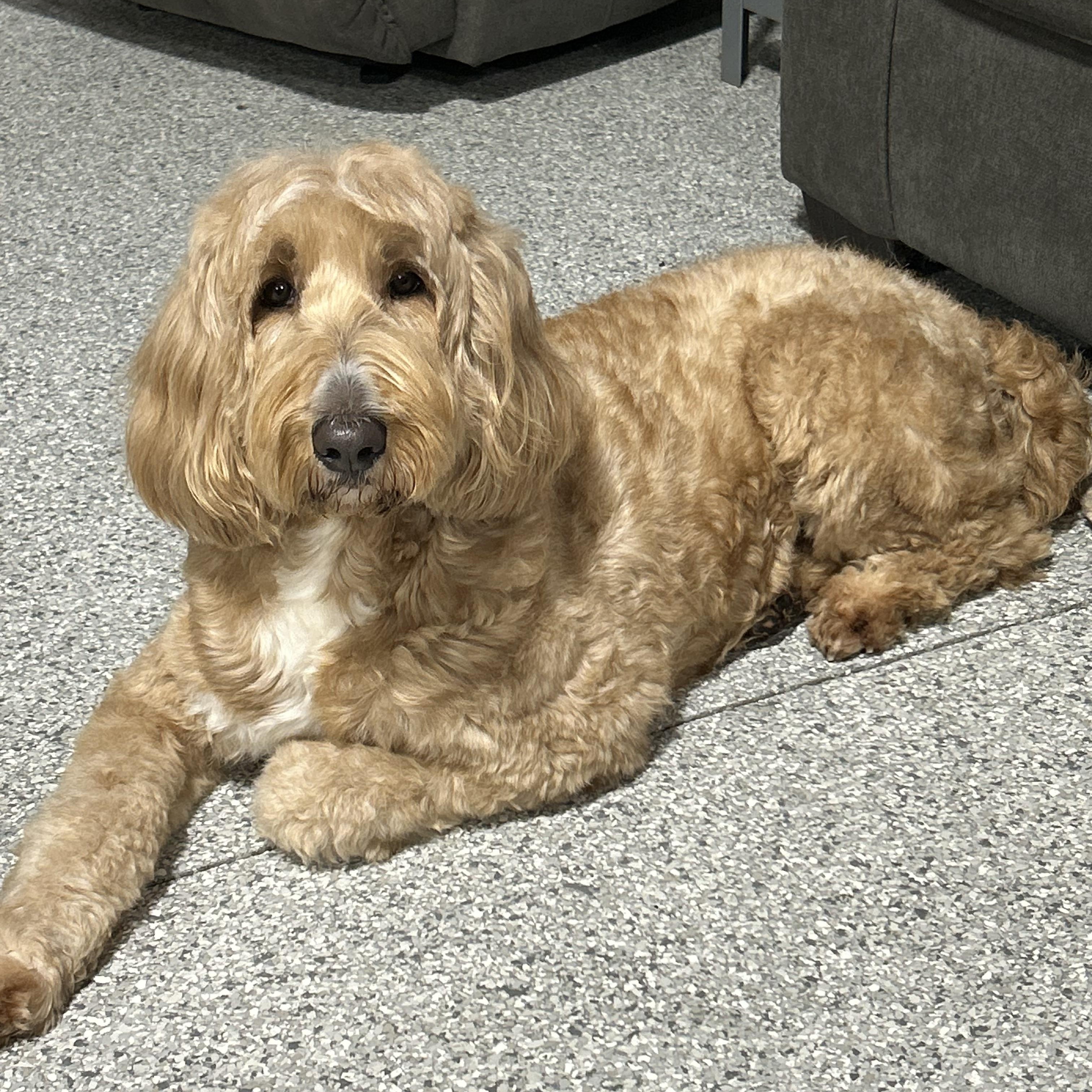 Enlarge Lilly 53 lbs, a Adoptable Goldendoodle in Maumee , OH image 1/4