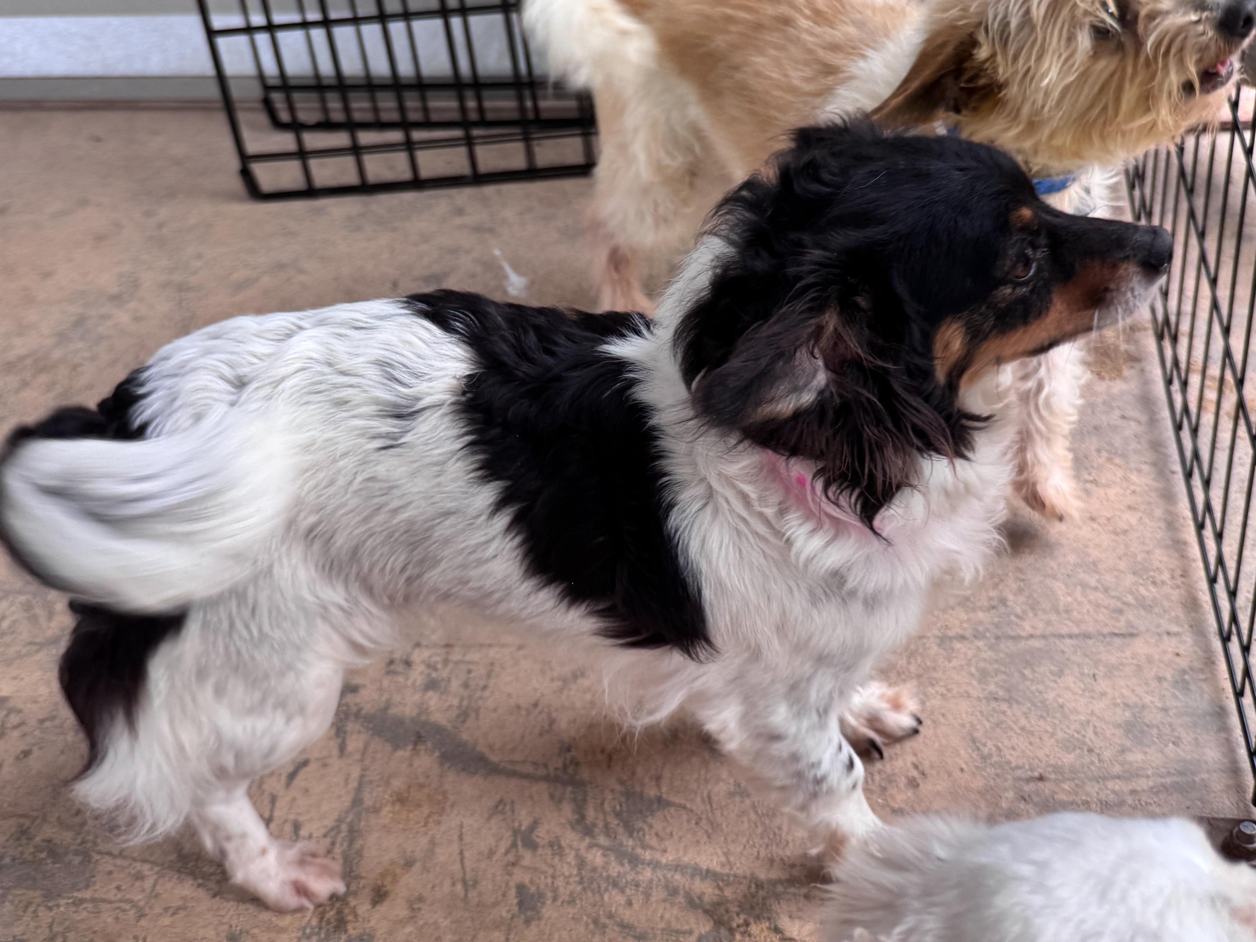 Enlarge RITA MAE, a ADOPTABLE mixed breed in Fresno, CA image 3/4