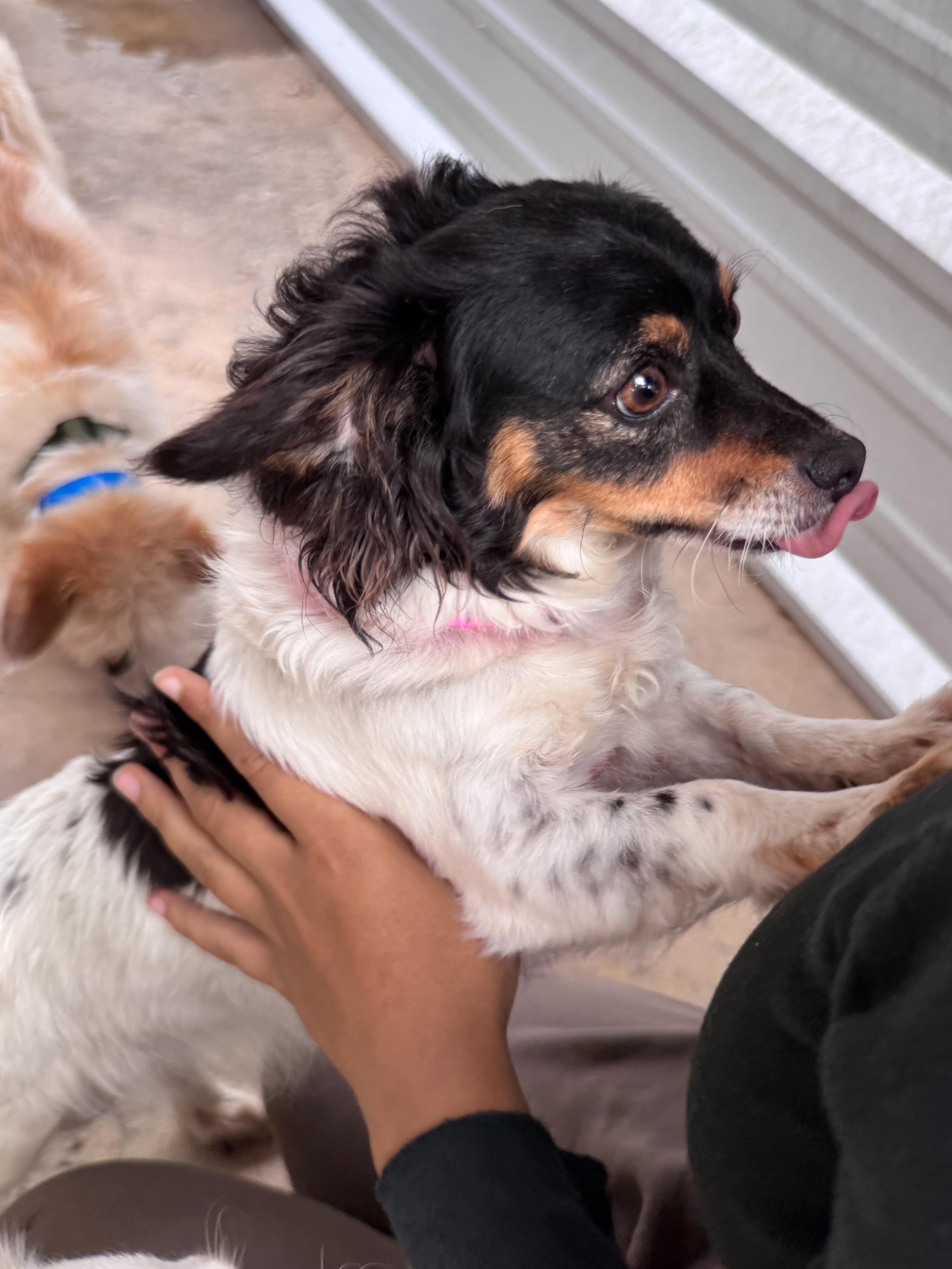 Enlarge RITA MAE, a ADOPTABLE mixed breed in Fresno, CA image 4/4