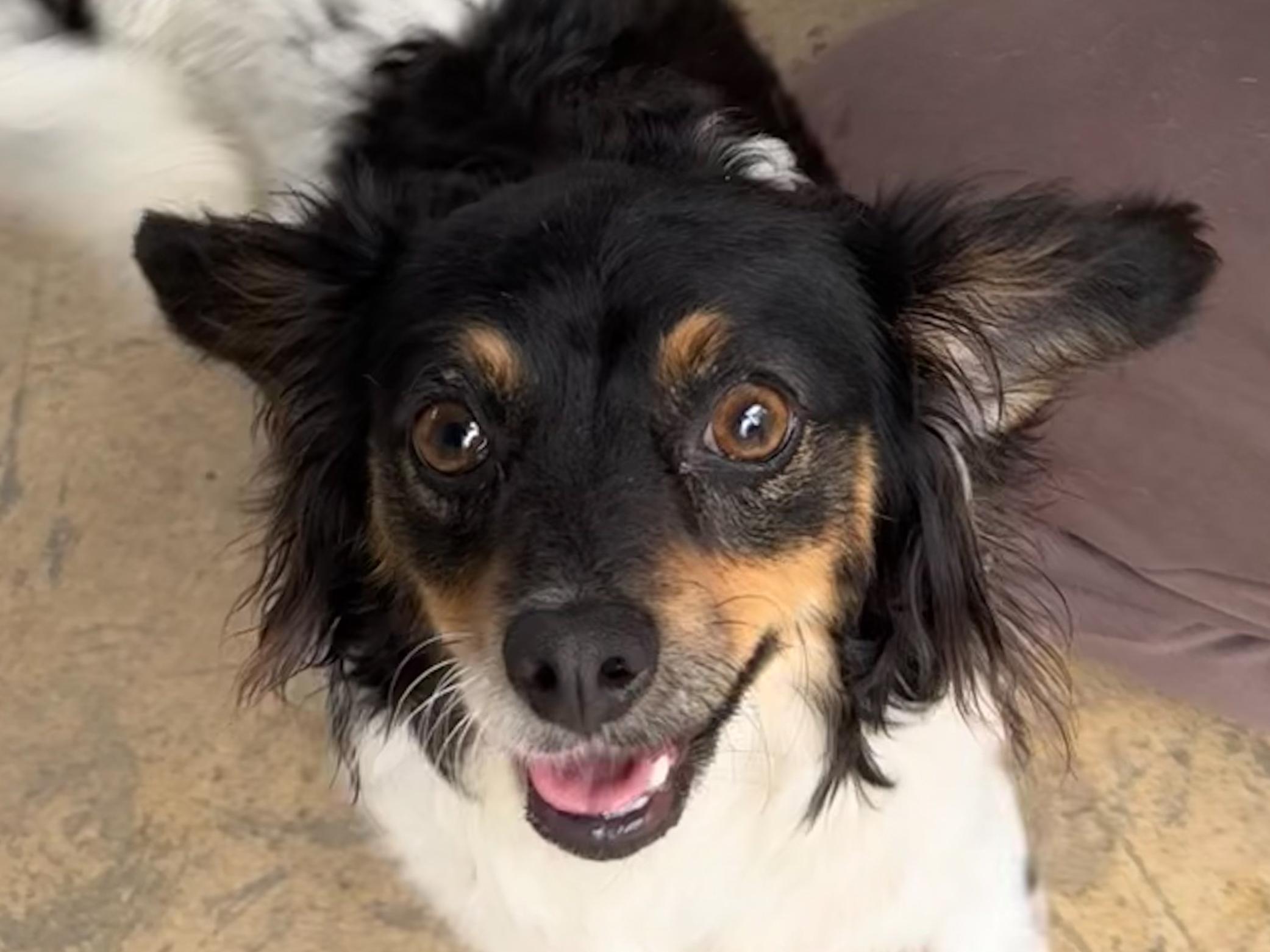 Enlarge RITA MAE, a ADOPTABLE mixed breed in Fresno, CA image 2/4