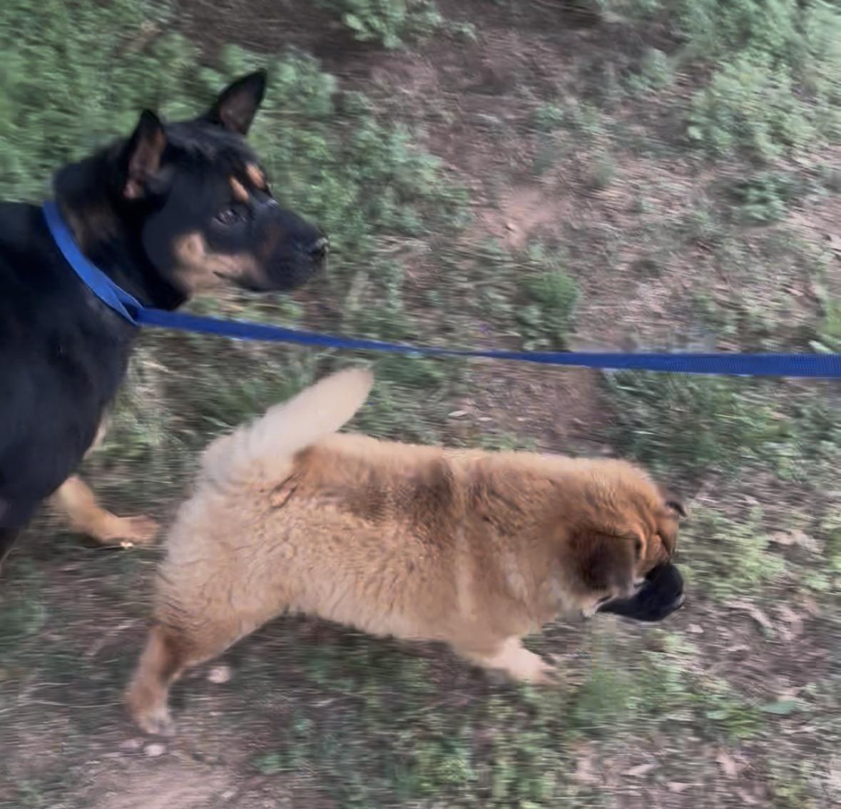 Enlarge Bonnie, a ADOPTABLE mixed breed in Williamston, SC image 3/3