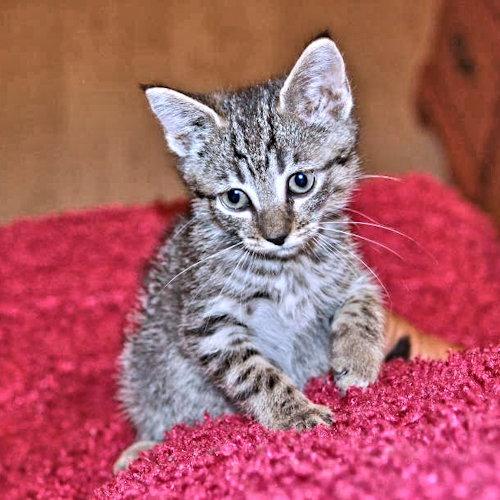 Topaz, Adopted, Kitten Male Tabby.
