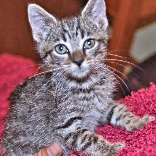 Enlarge Topaz, a Adopted Tabby in Rutherfordton, NC image 2/3