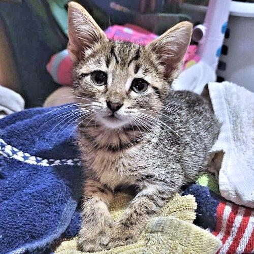 Enlarge Topaz, a Adopted Tabby in Rutherfordton, NC image 3/3