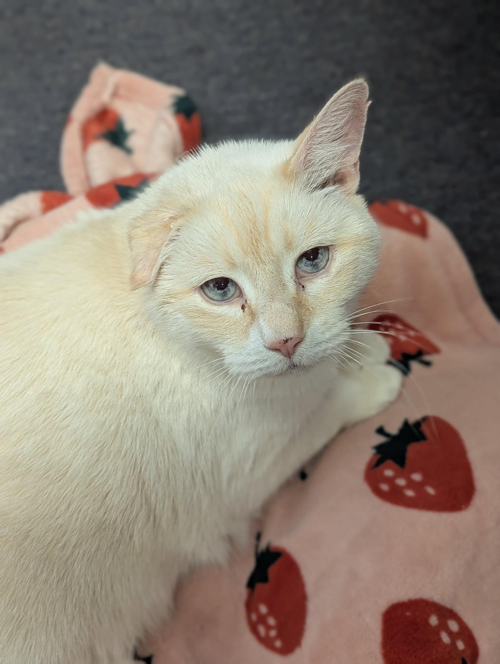 Bernard, a Adoptable Domestic Short Hair in Salem, MA image 1/2