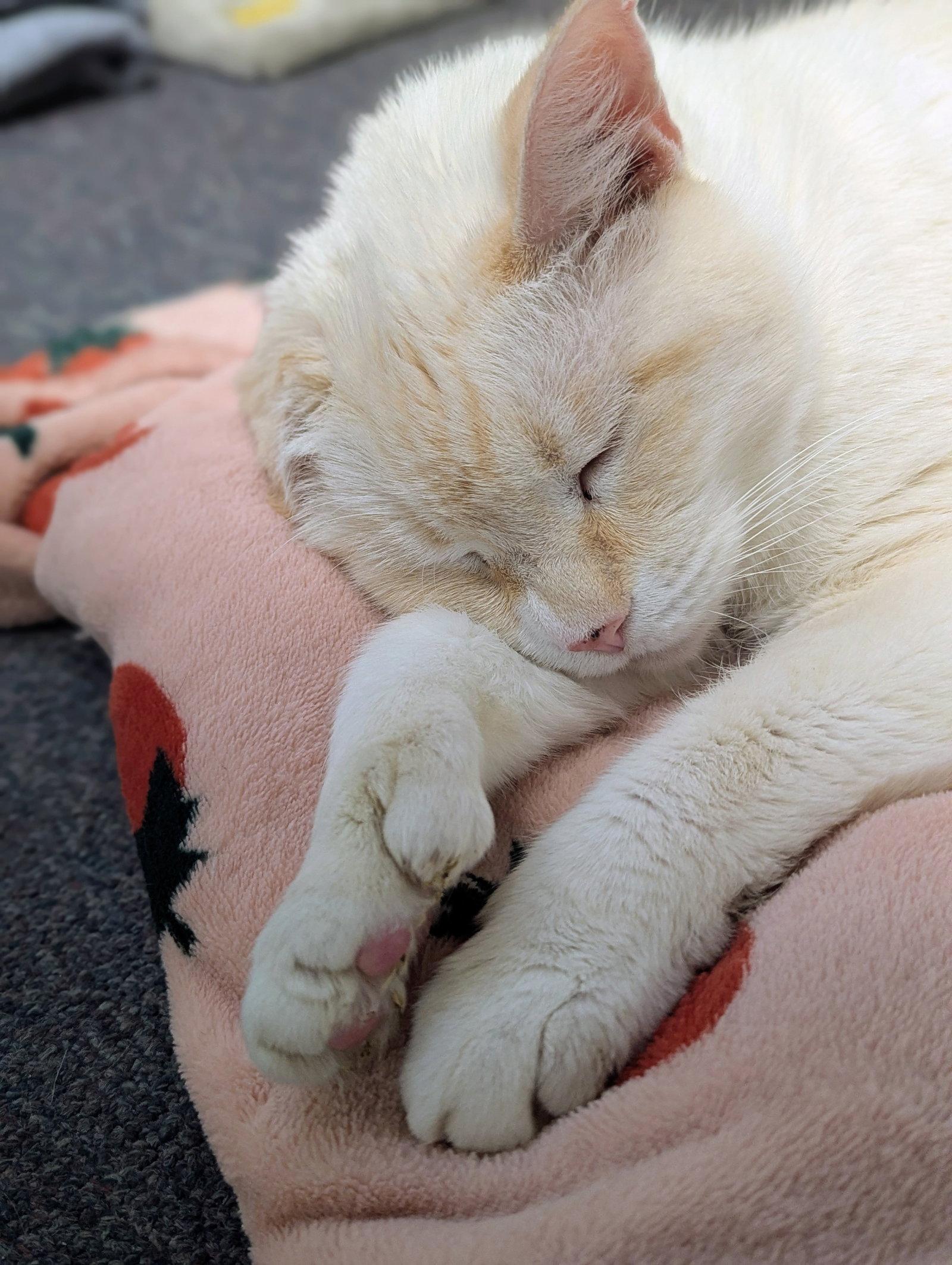 Bernard, a Adoptable Domestic Short Hair in Salem, MA image 2/2