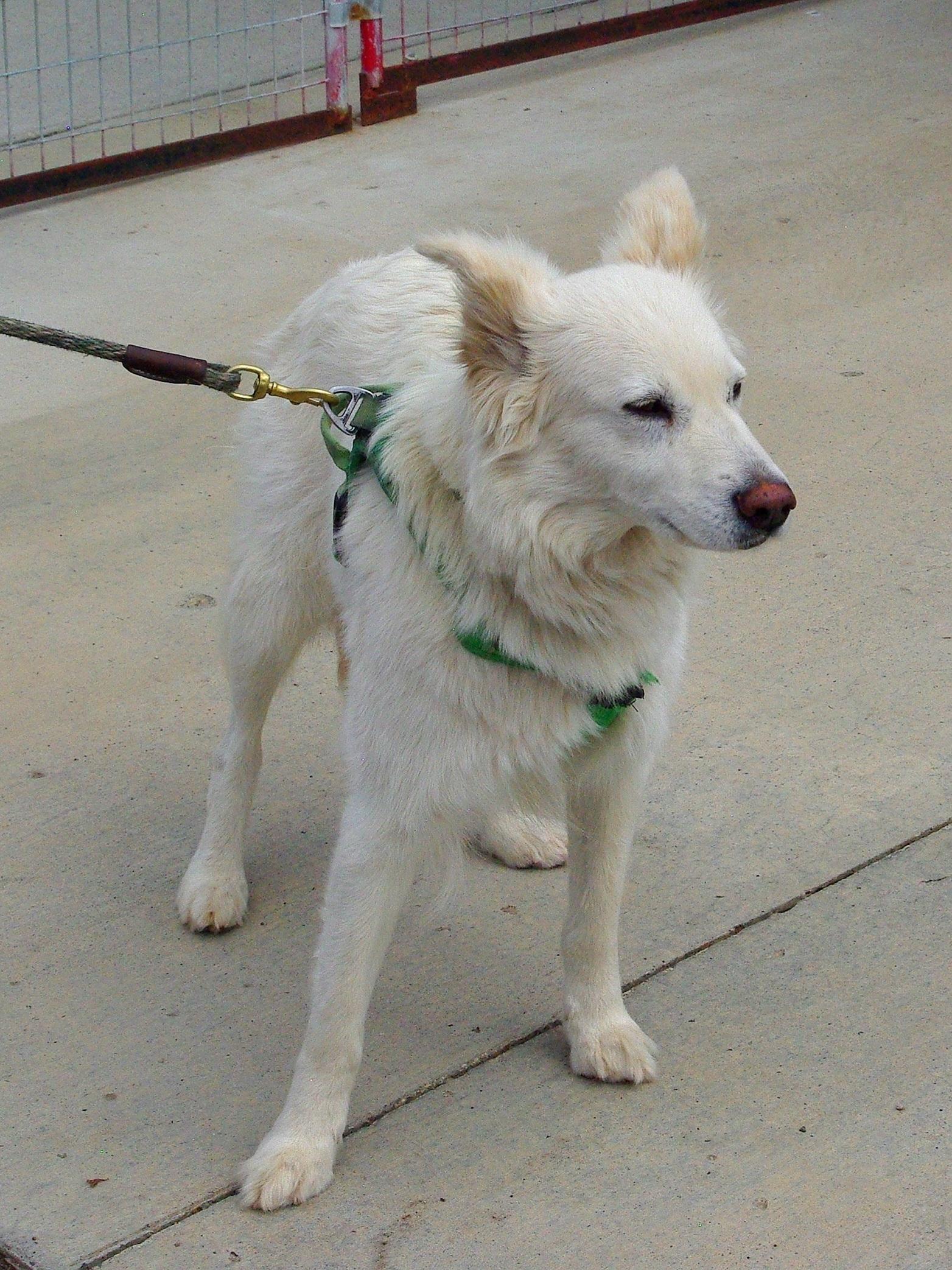 Enlarge Pearl, a Adoptable mixed breed in Baker City, OR image 2/3