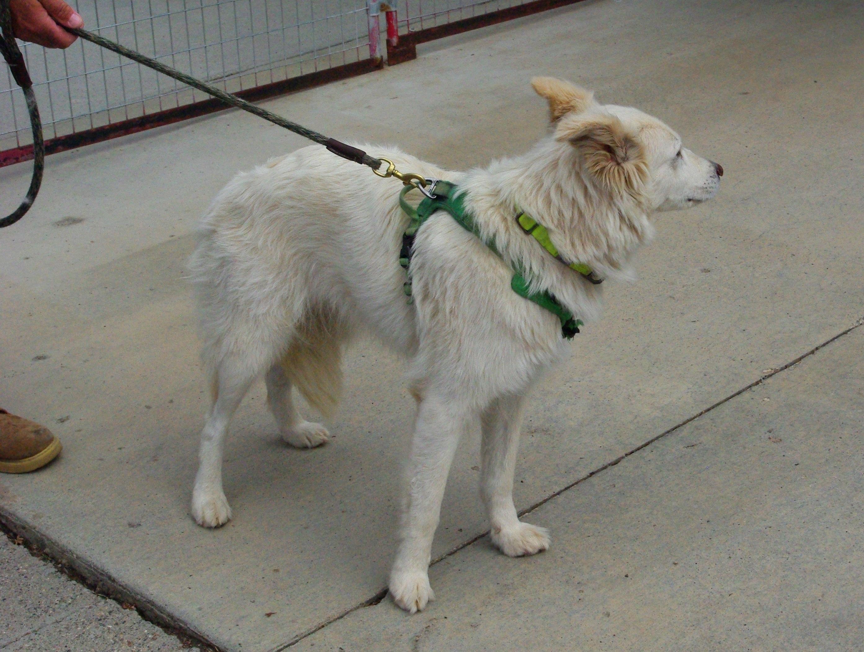 Enlarge Pearl, a Adoptable mixed breed in Baker City, OR image 3/3