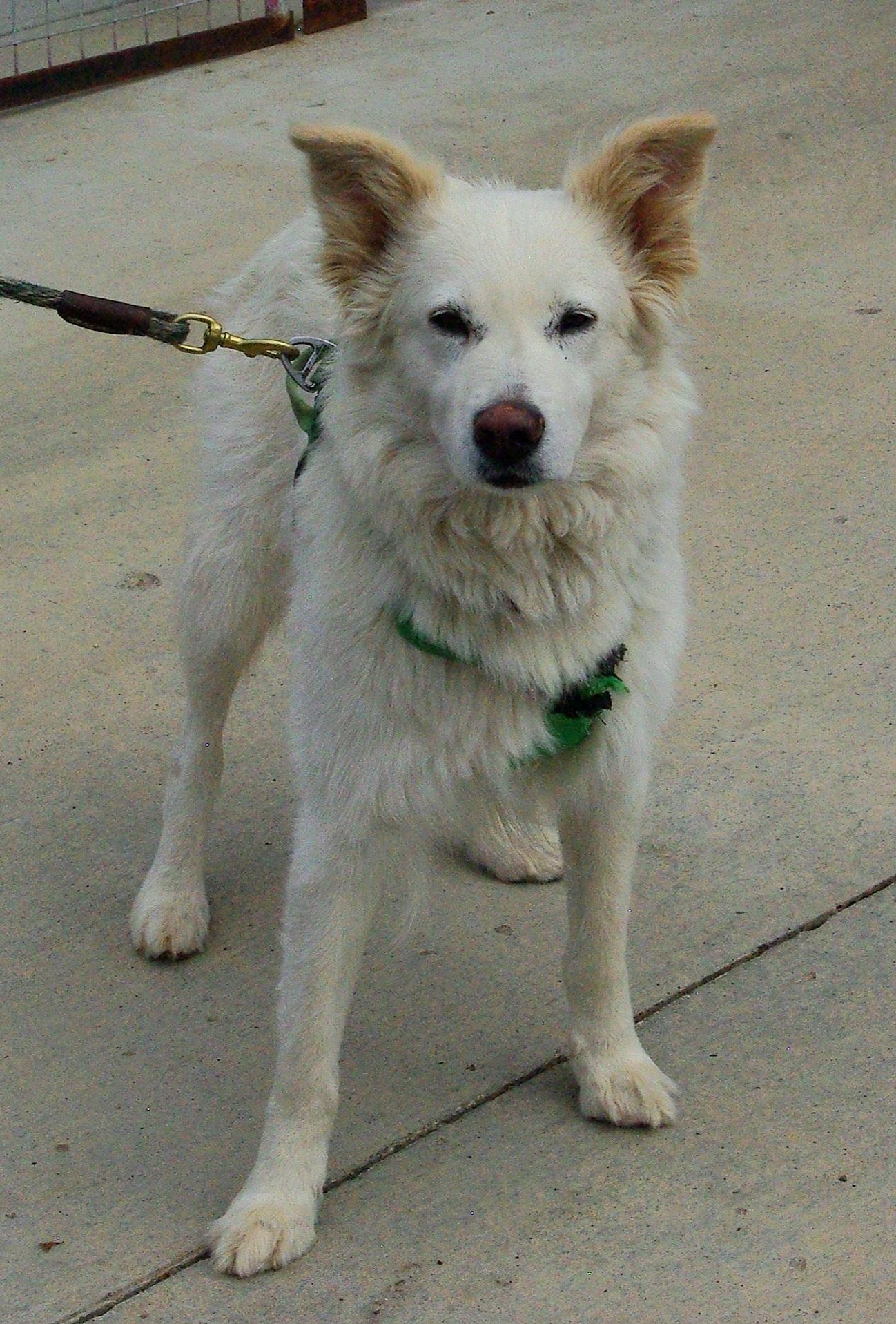 Enlarge Pearl, a Adoptable mixed breed in Baker City, OR image 1/3