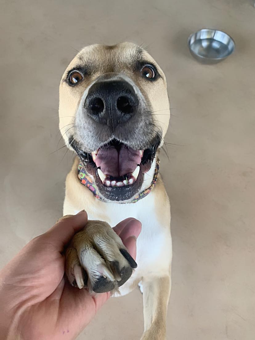 Enlarge Uno, a Adoptable mixed breed in Georgetown, TX image 2/6