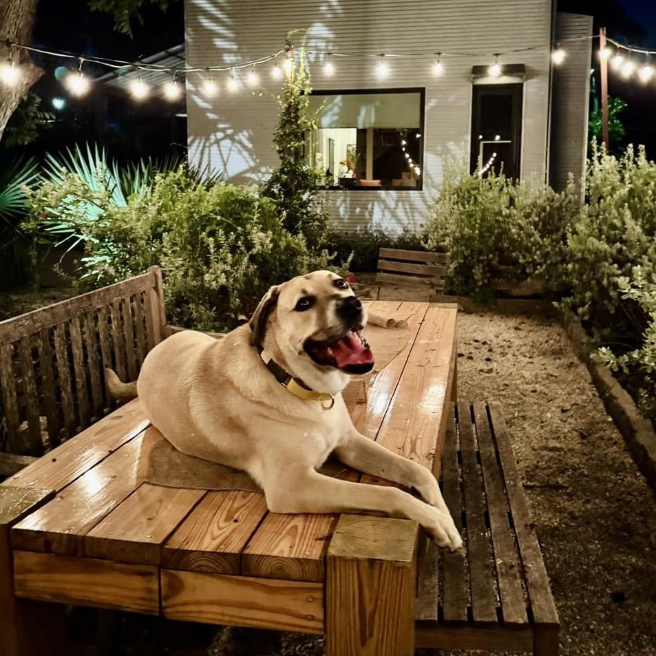 Enlarge Uno, a Adoptable mixed breed in Georgetown, TX image 1/6