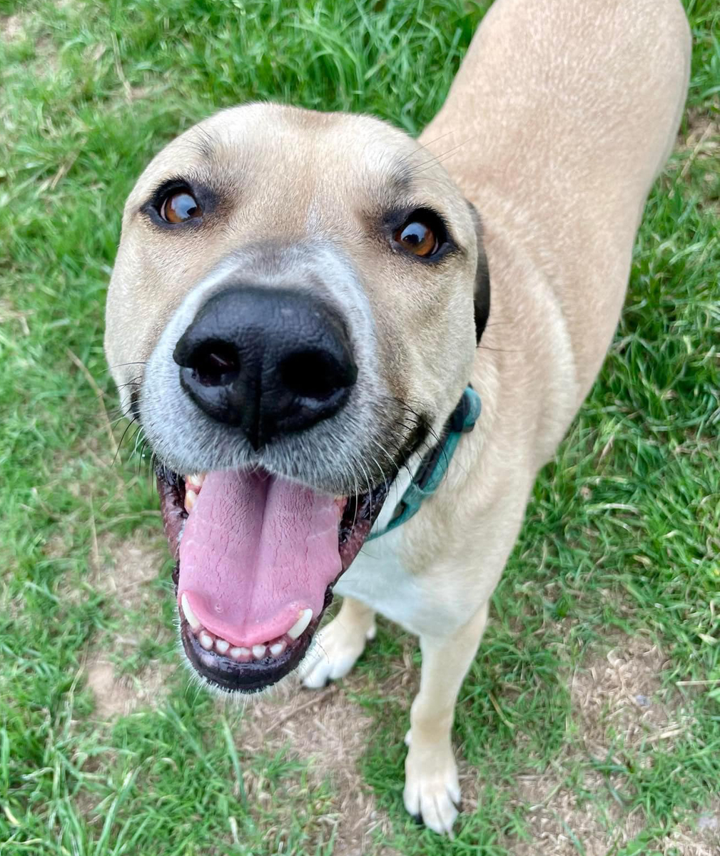 Enlarge Uno, a Adoptable mixed breed in Georgetown, TX image 6/6