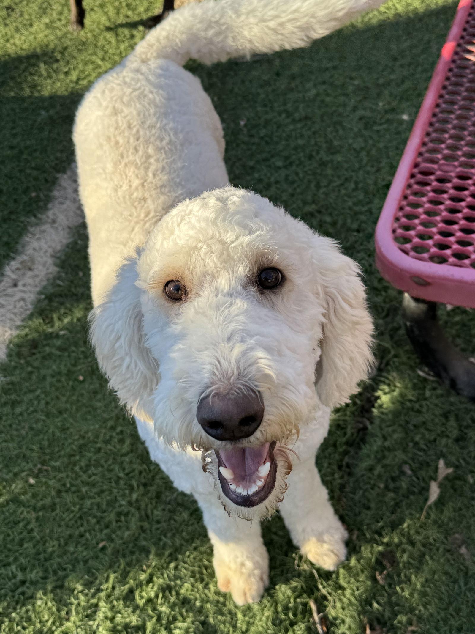 Mac, a Adopted Standard Poodle in Leavenworth, KS image 1/2
