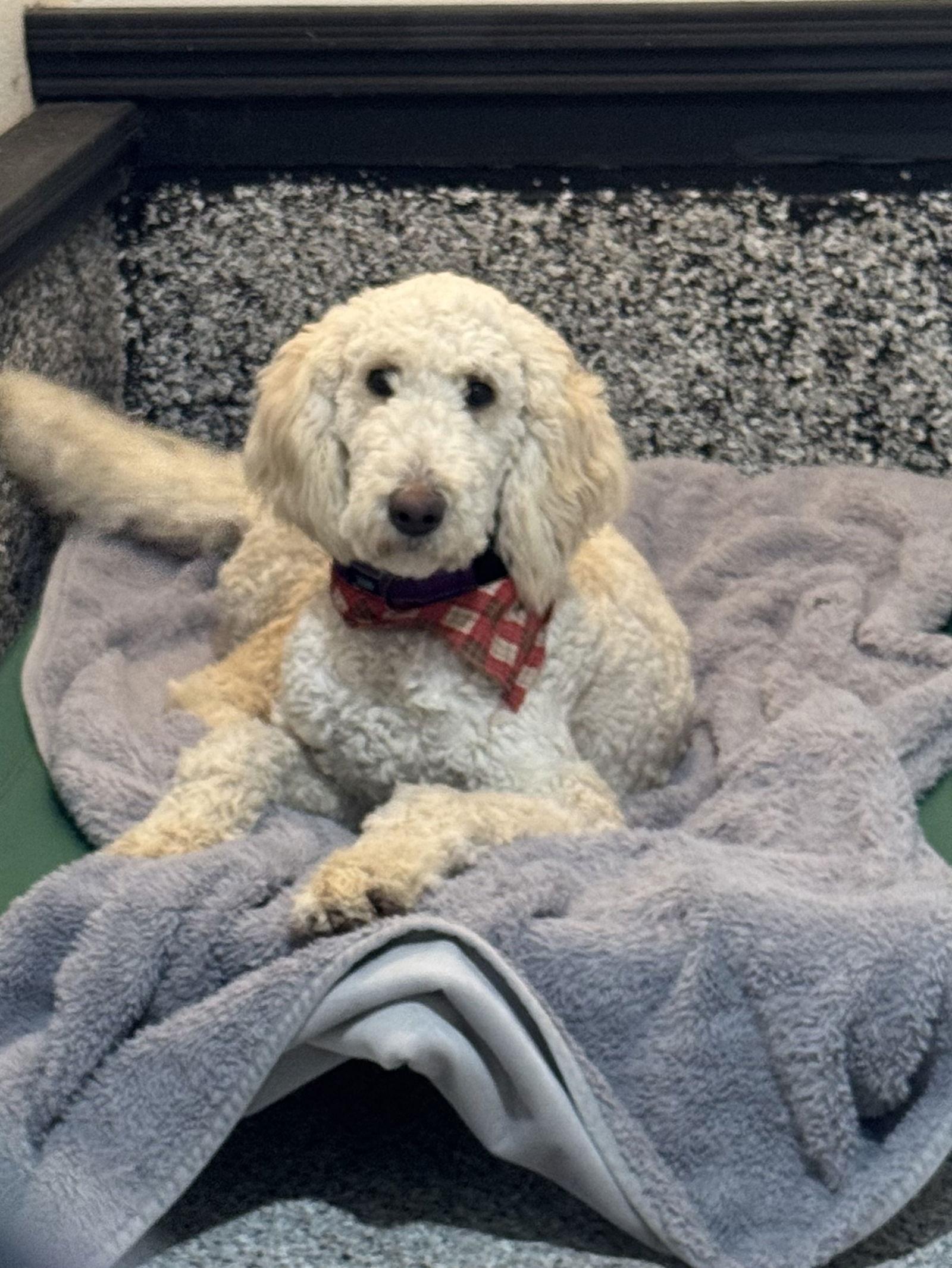 Mac, a Adopted Standard Poodle in Leavenworth, KS image 2/2