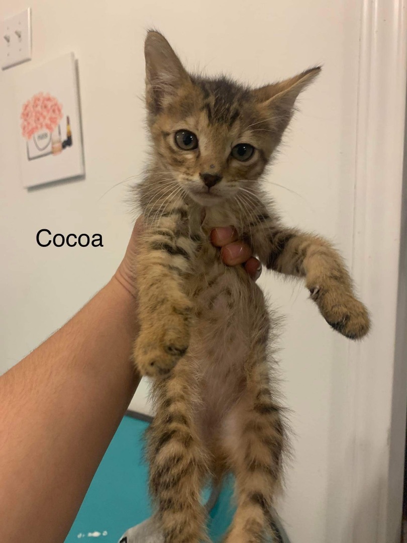 Enlarge Cocoa, a Adoptable Domestic Short Hair in Mabank, TX image 1/2