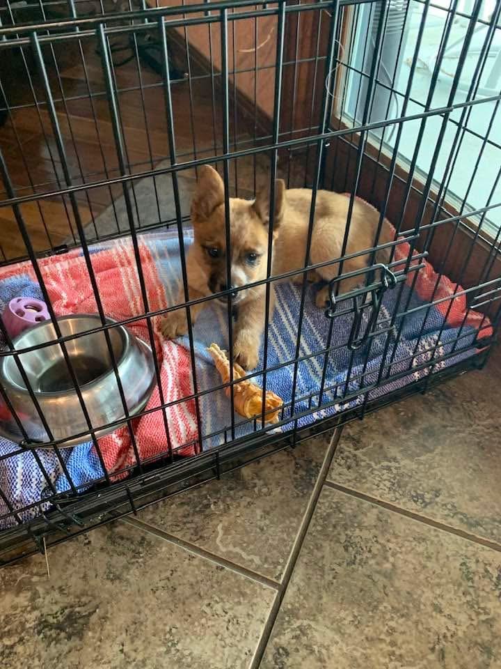 Enlarge Bingo, a ADOPTABLE Australian Cattle Dog / Blue Heeler in Buda, TX image 2/2