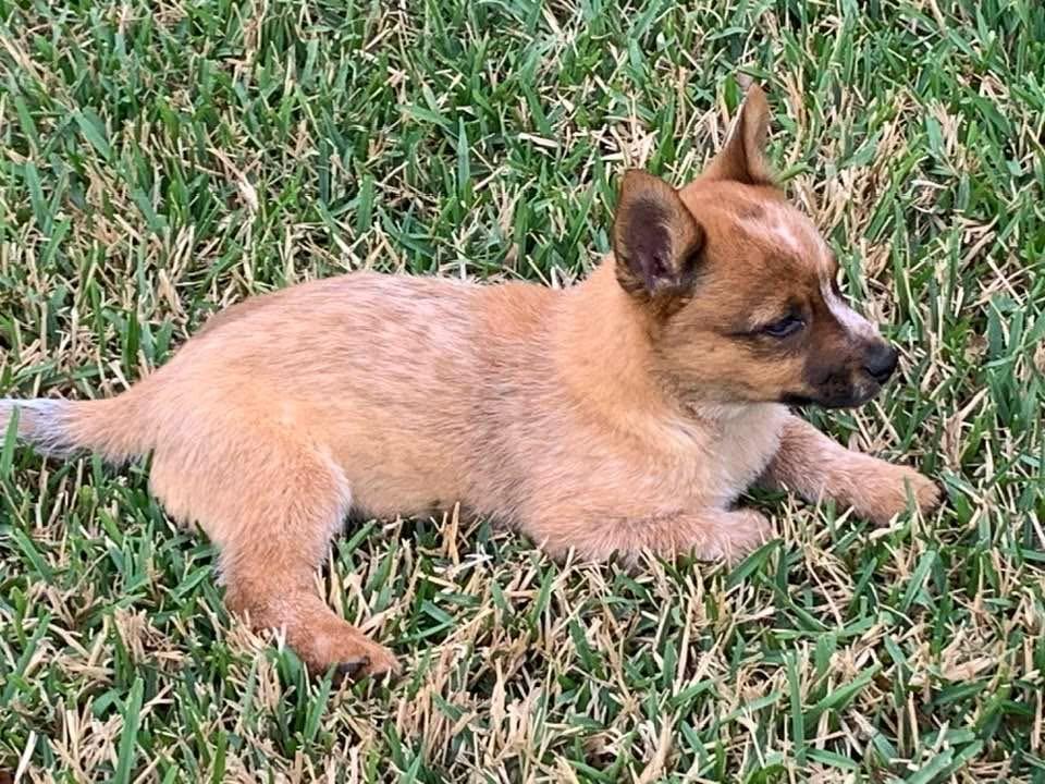 Enlarge Bingo, a ADOPTABLE Australian Cattle Dog / Blue Heeler in Buda, TX image 1/2