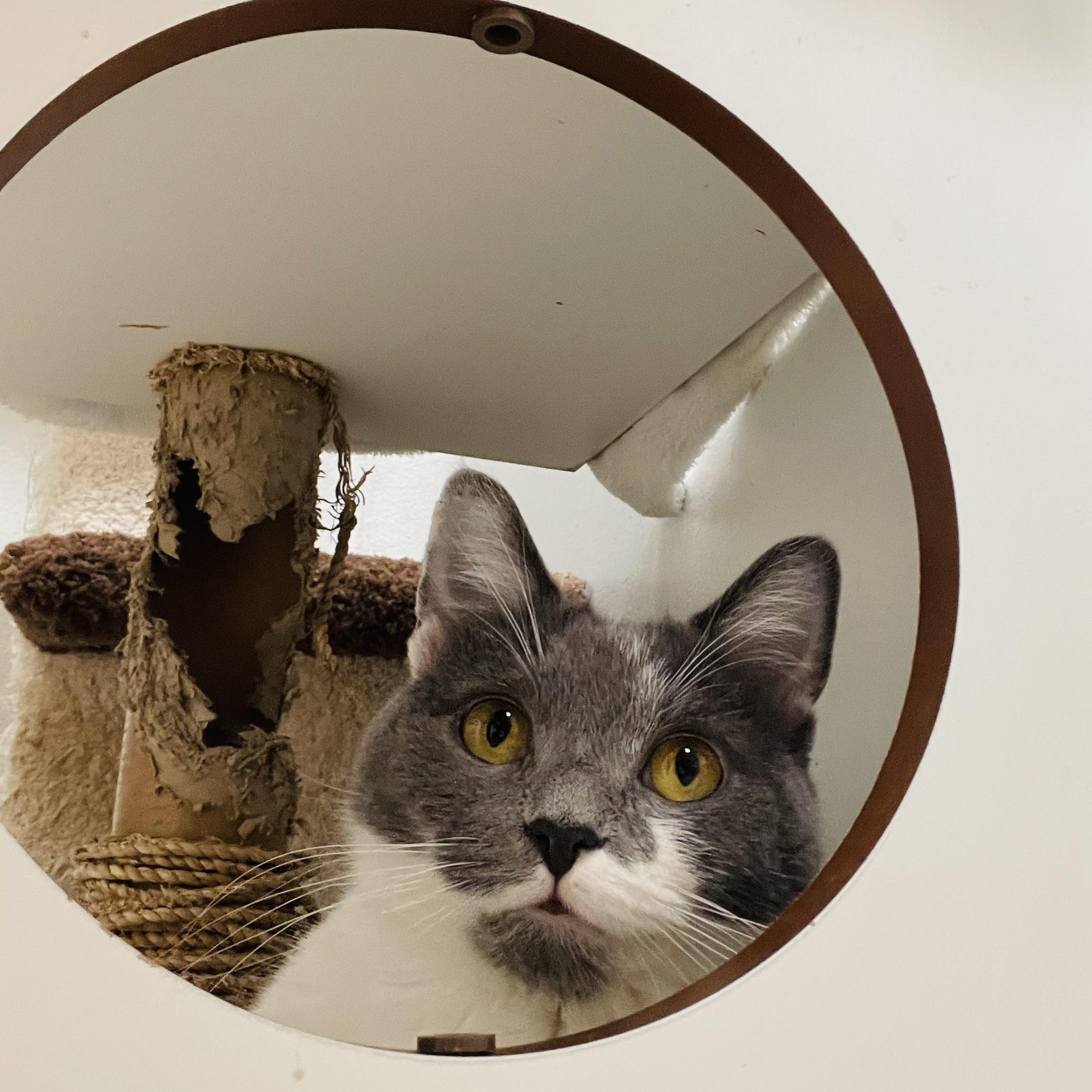 Dumpling & Wonton, ADOPTABLE, Young Female Domestic Short Hair.
