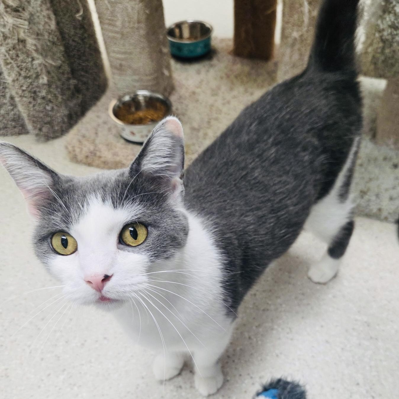 Dumpling & Wonton, a ADOPTABLE Domestic Short Hair in Cincinnati, OH image 2/6