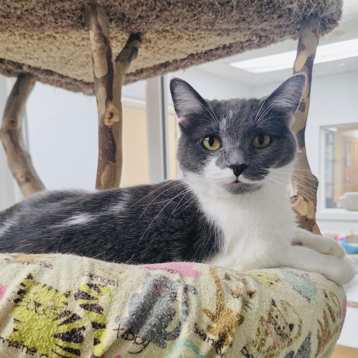 Dumpling & Wonton, a ADOPTABLE Domestic Short Hair in Cincinnati, OH image 5/6
