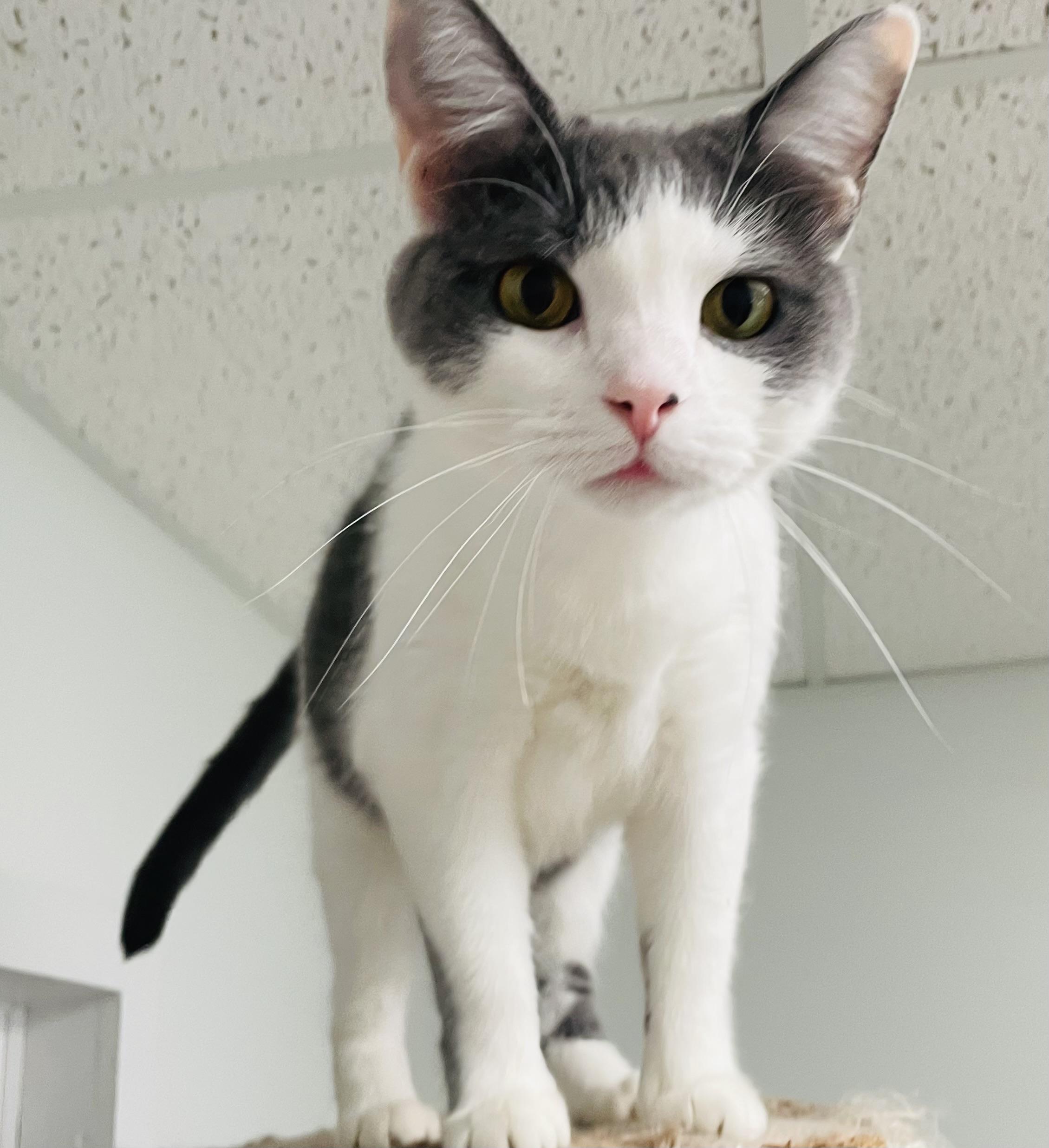 Dumpling & Wonton, a ADOPTABLE Domestic Short Hair in Cincinnati, OH image 6/6