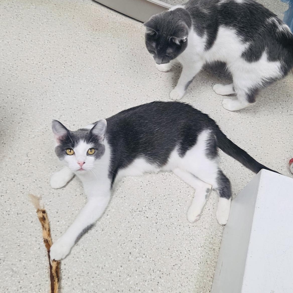 Dumpling & Wonton, a ADOPTABLE Domestic Short Hair in Cincinnati, OH image 3/6