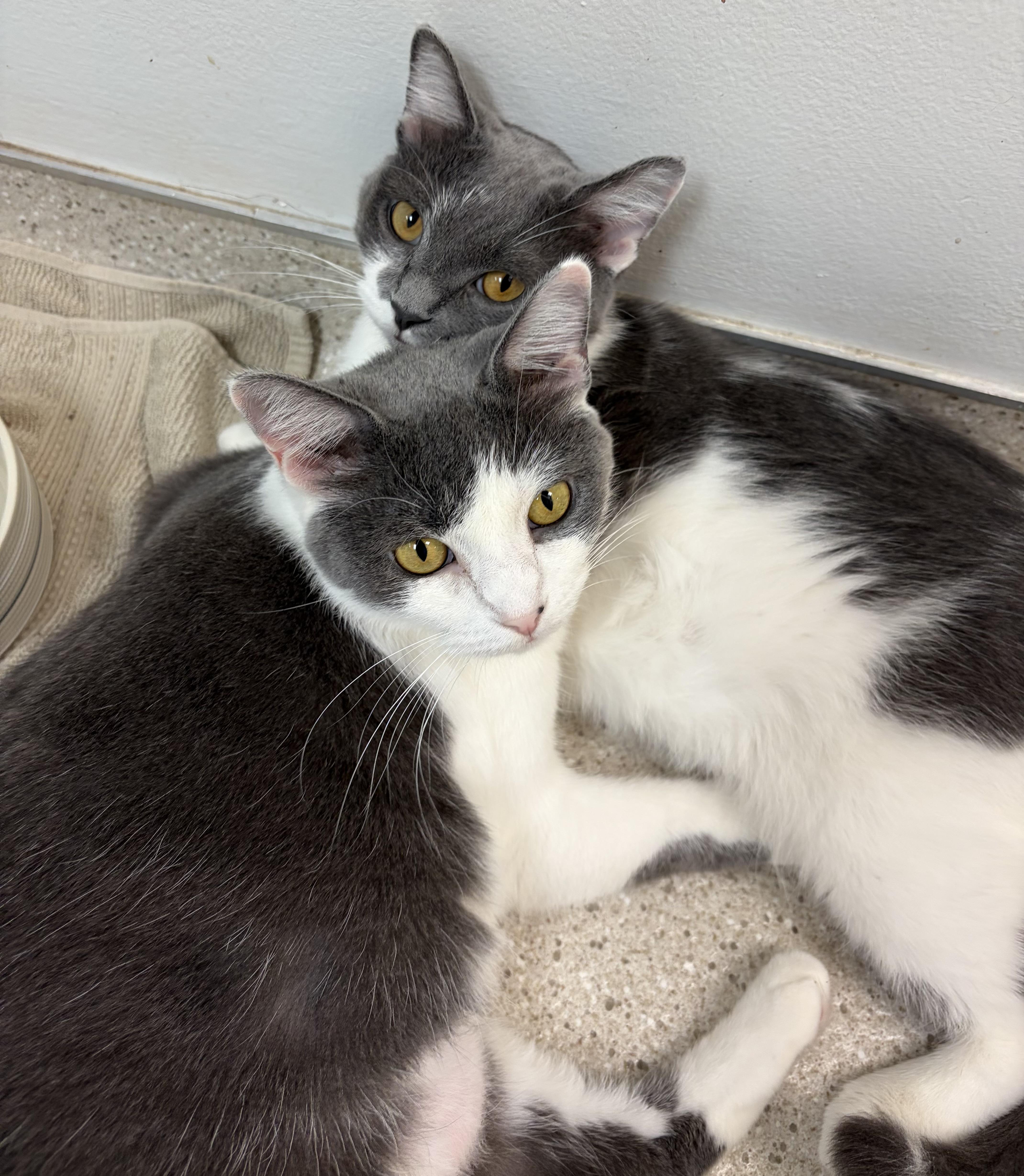 Dumpling & Wonton, ADOPTABLE, Young Female Domestic Short Hair.