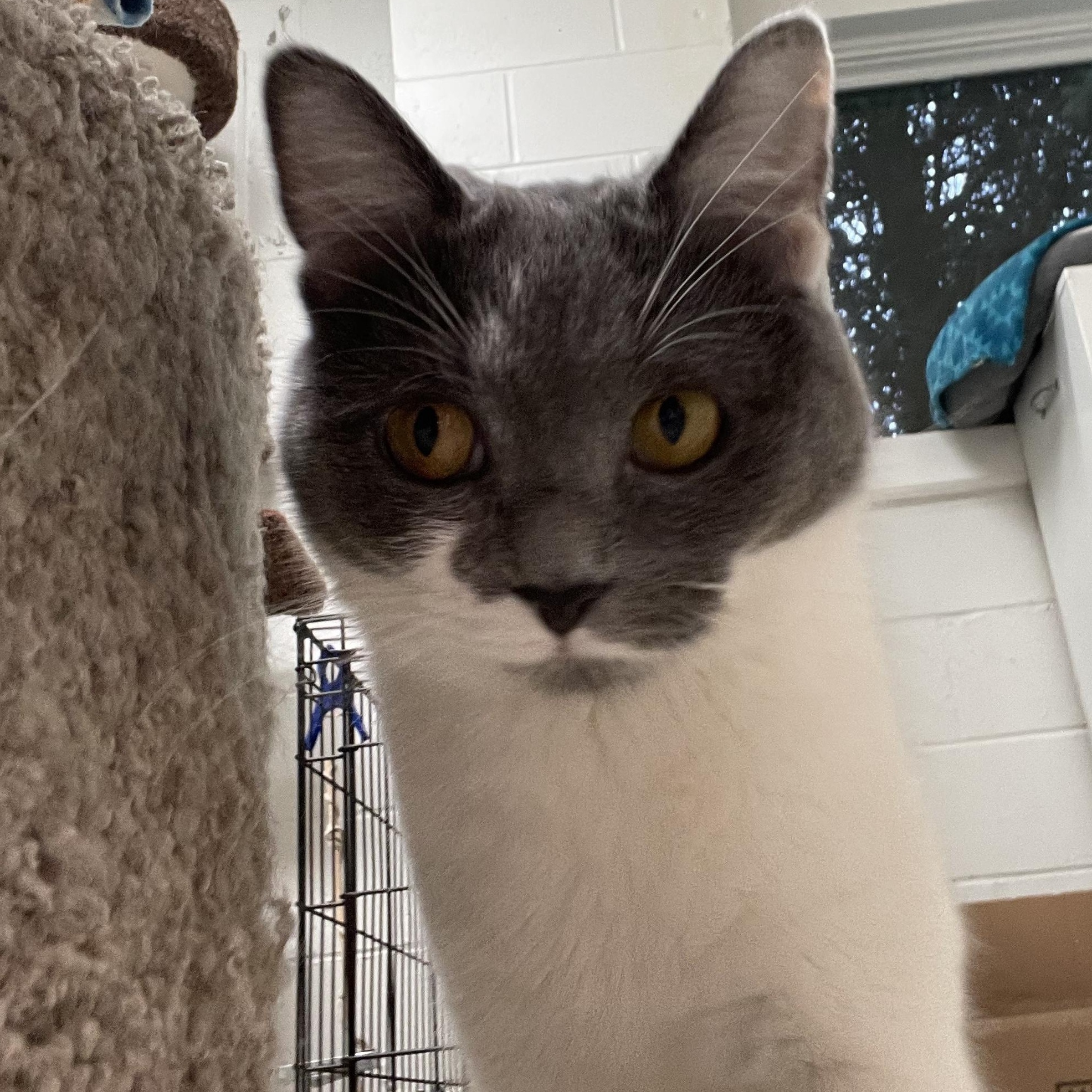 Dumpling & Wonton, a ADOPTABLE Domestic Short Hair in Cincinnati, OH image 4/6