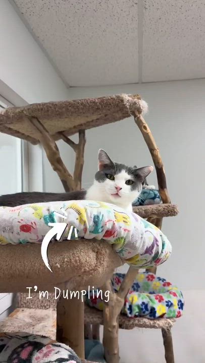 Enlarge Dumpling & Wonton, a ADOPTABLE Domestic Short Hair in Cincinnati, OH video 6/6