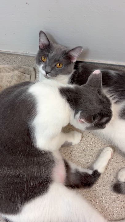 Enlarge Dumpling & Wonton, a ADOPTABLE Domestic Short Hair in Cincinnati, OH video 6/6