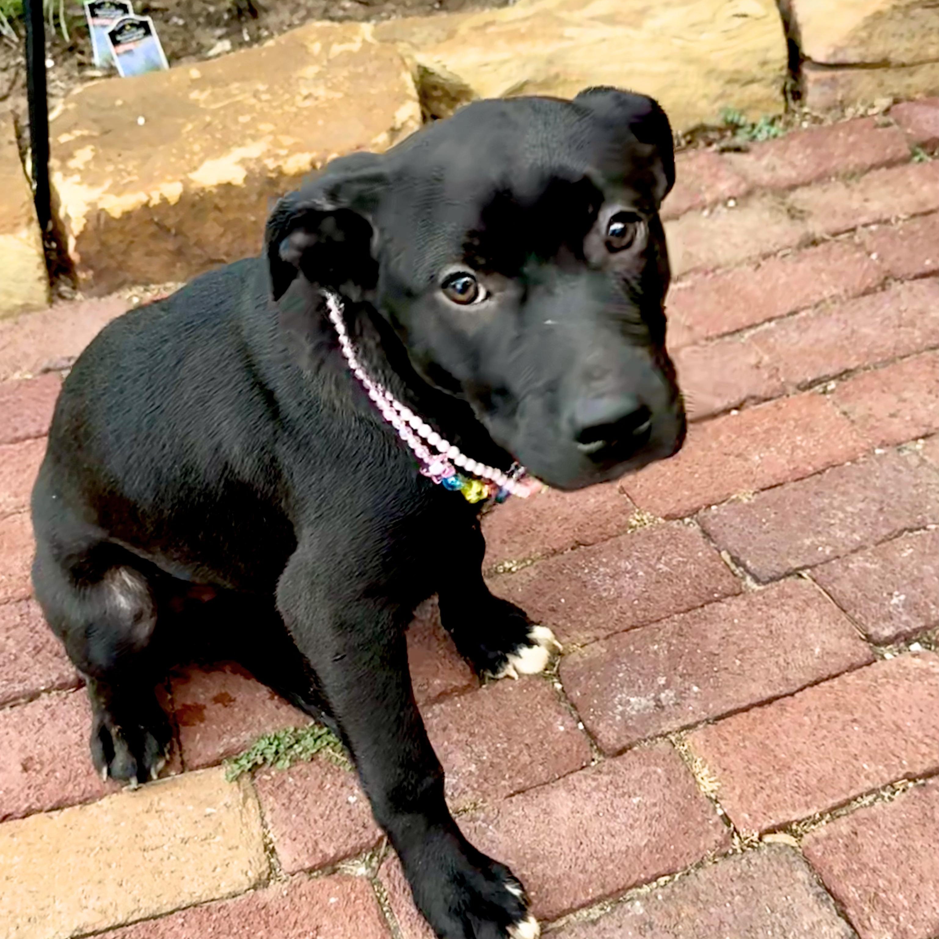 Olive, a ADOPTABLE mixed breed in Chatham, NJ image 2/5