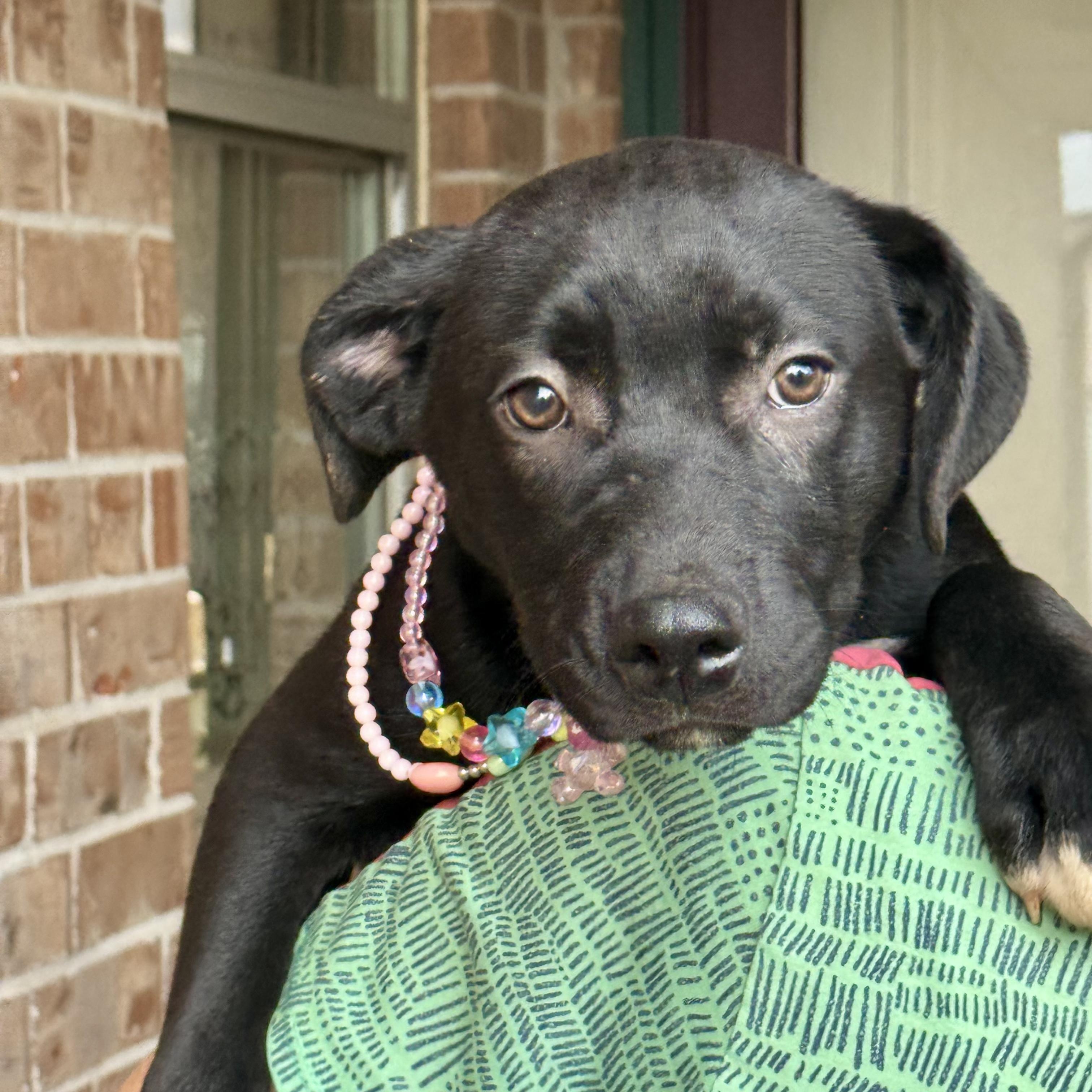 Olive, ADOPTABLE, Puppy Female Labrador Retriever.