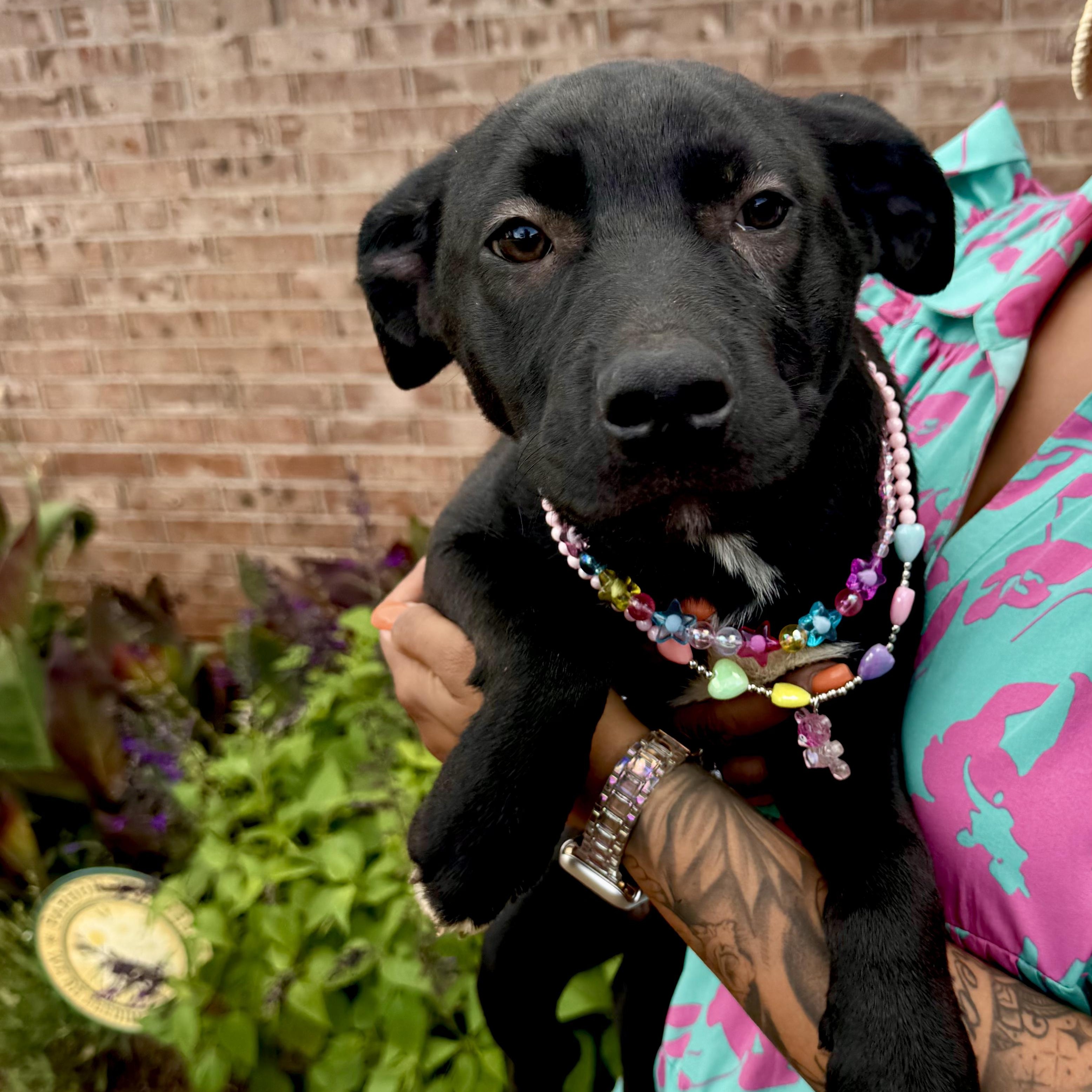 Olive, a ADOPTABLE mixed breed in Chatham, NJ image 3/5