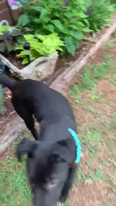 Enlarge Olive, a ADOPTABLE mixed breed in Chatham, NJ video 5/5