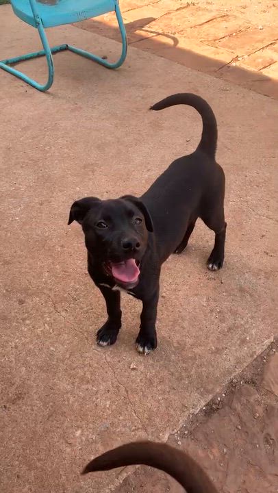 Enlarge Olive, a ADOPTABLE mixed breed in Chatham, NJ video 4/5