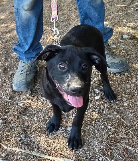 Ukiah, Adoptable, Puppy Male Black Labrador Retriever.
