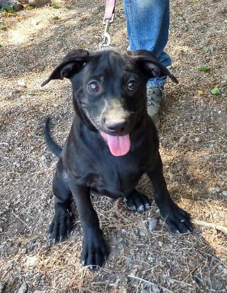 Ukiah, a Adoptable mixed breed in Golden Valley, AZ image 2/2