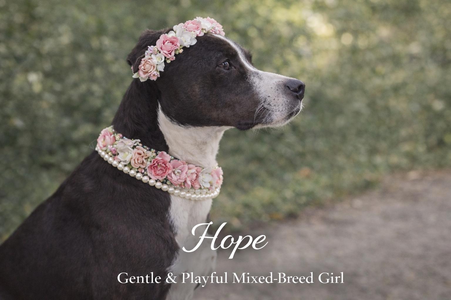 Hope, ADOPTABLE, Adult Female Great Dane.