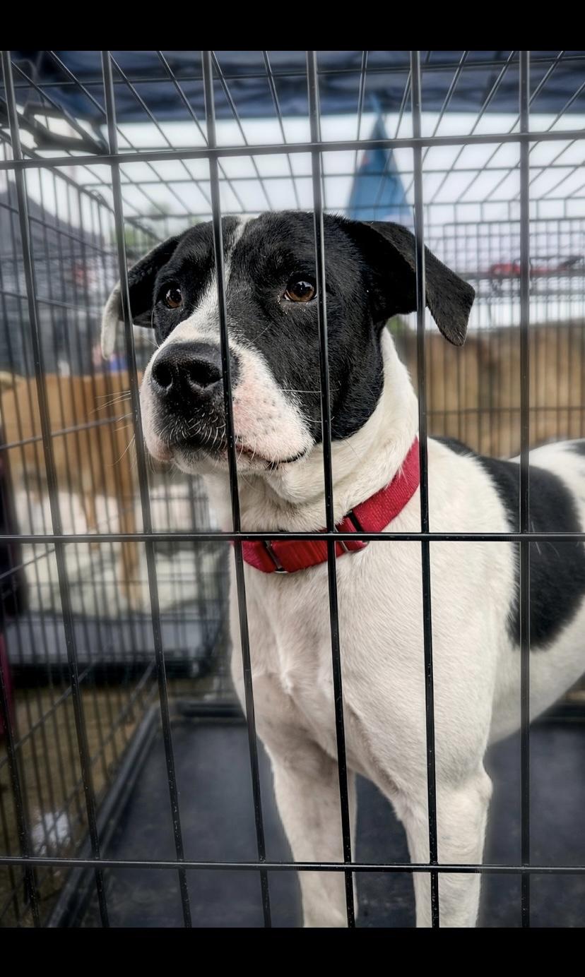 Hope, a ADOPTABLE mixed breed in Livingston, TX image 2/4