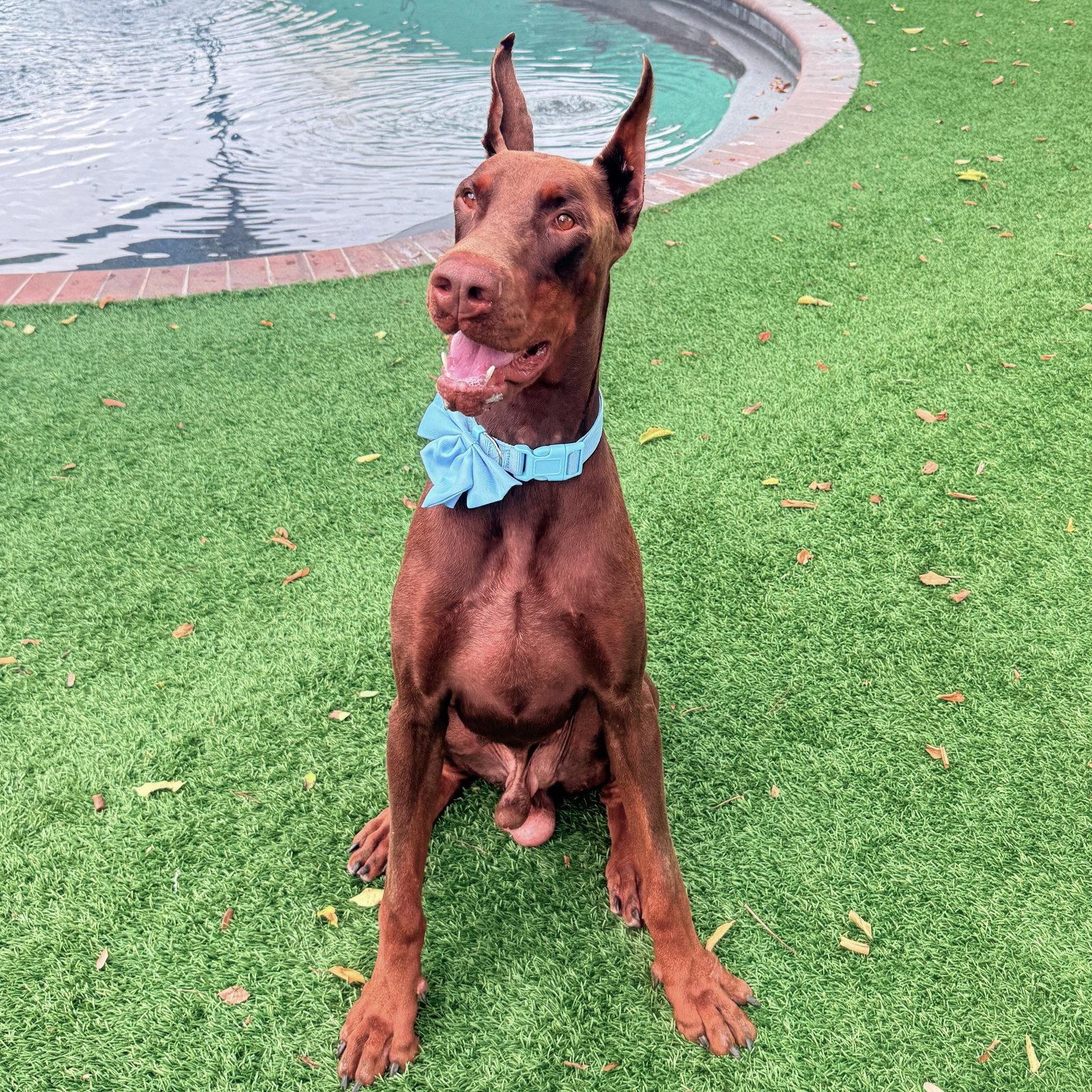 Asher 3636, Adoptable, Young Male Doberman Pinscher.
