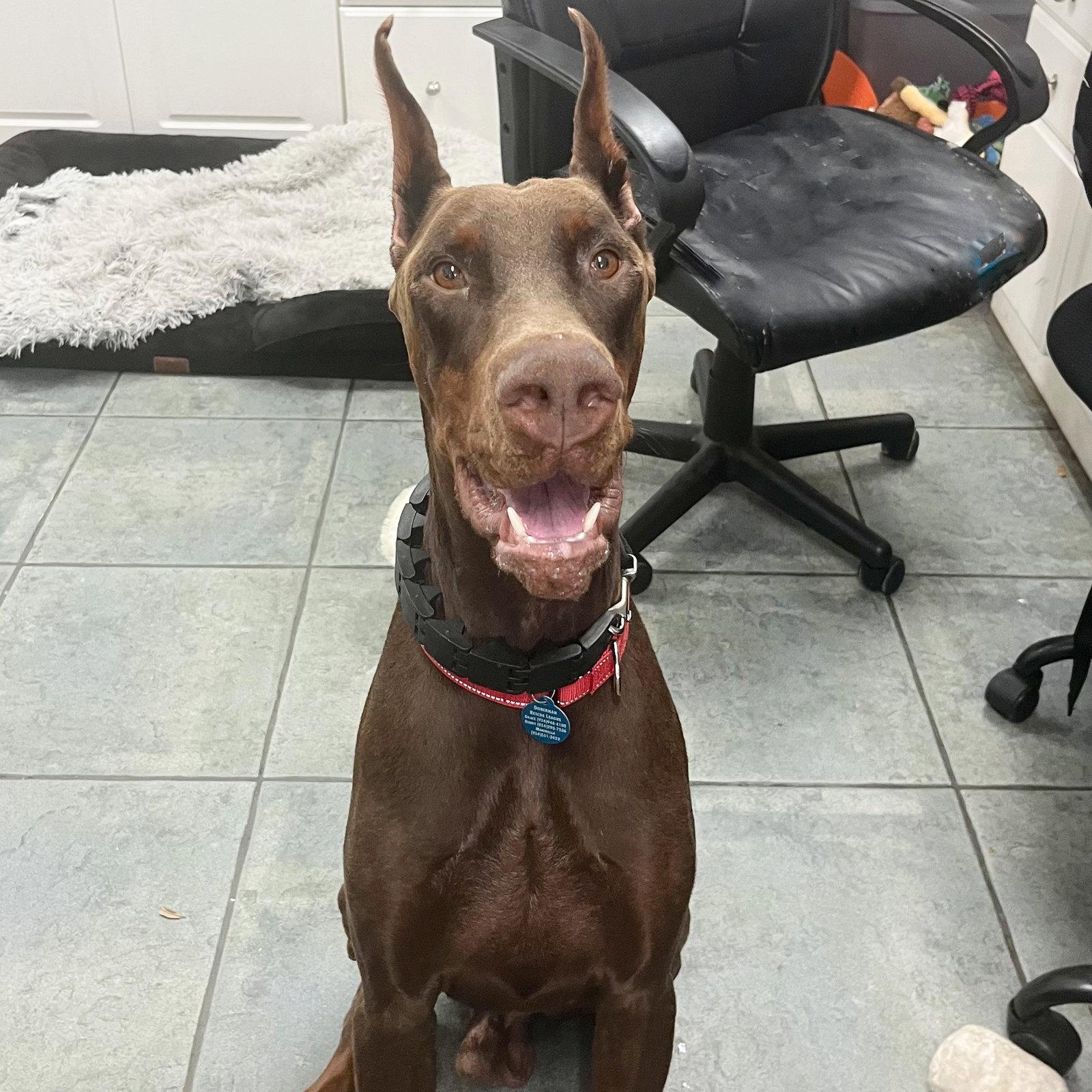 Enlarge Asher 3636, a Adoptable Doberman Pinscher in Oakland Park, FL image 2/3