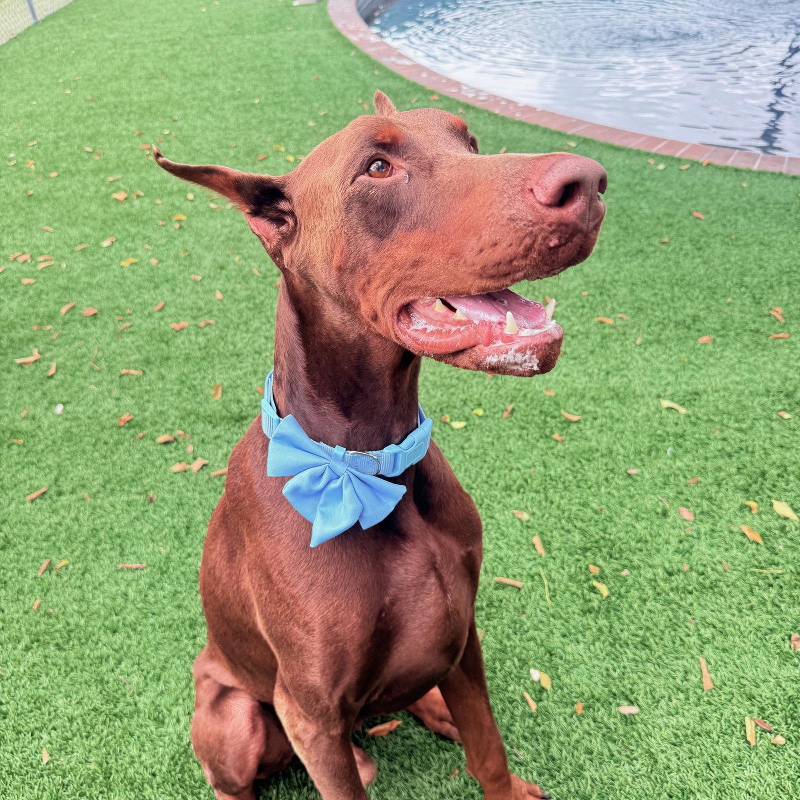 Enlarge Asher 3636, a Adoptable Doberman Pinscher in Oakland Park, FL image 3/3