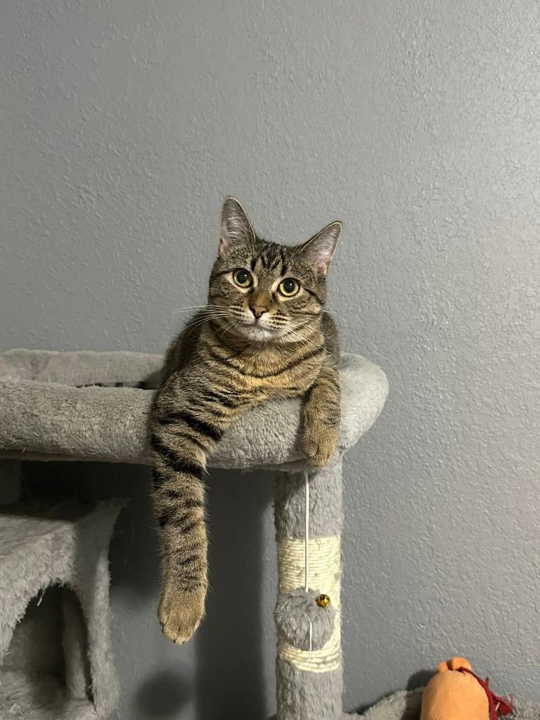 Sissy, Adoptable, Young Female Domestic Short Hair.