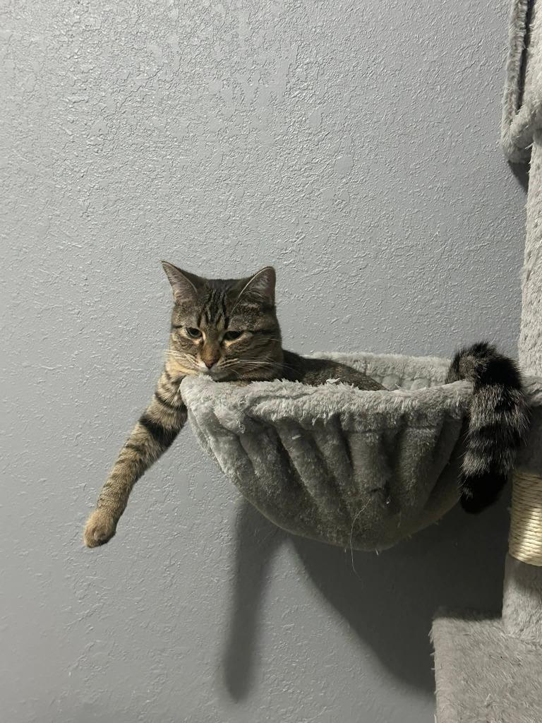 Enlarge Sissy, a Adoptable mixed breed in Miami, OK image 2/4