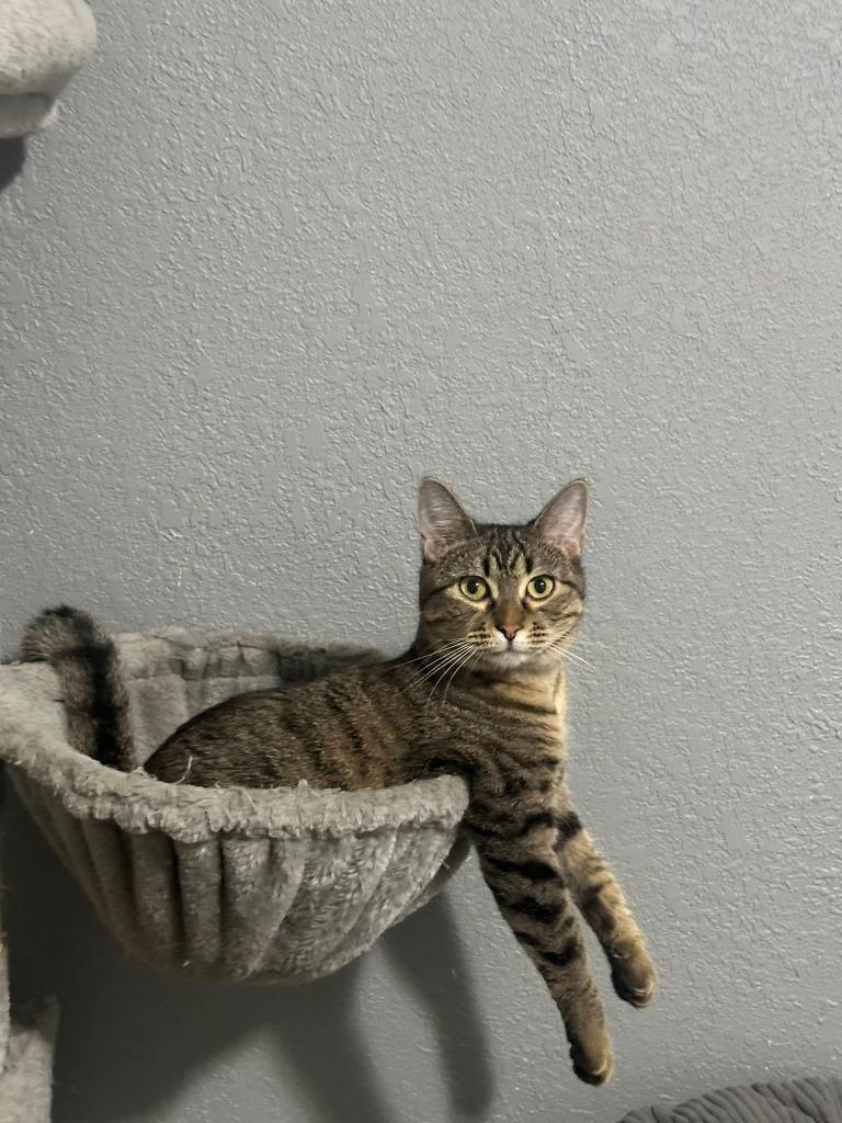 Enlarge Sissy, a Adoptable mixed breed in Miami, OK image 3/4