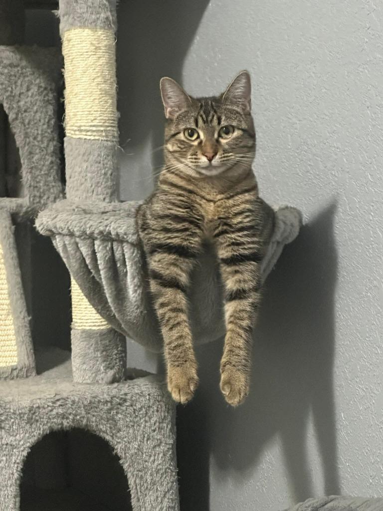 Enlarge Sissy, a Adoptable mixed breed in Miami, OK image 4/4