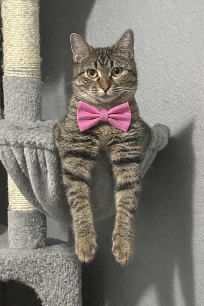 Sissy, Adoptable, Young Female Domestic Short Hair.